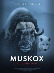 Muskox