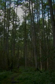Kazka