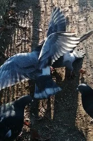 J'ai vu des oiseaux-moqueurs ricaner sous le soleil de Valence