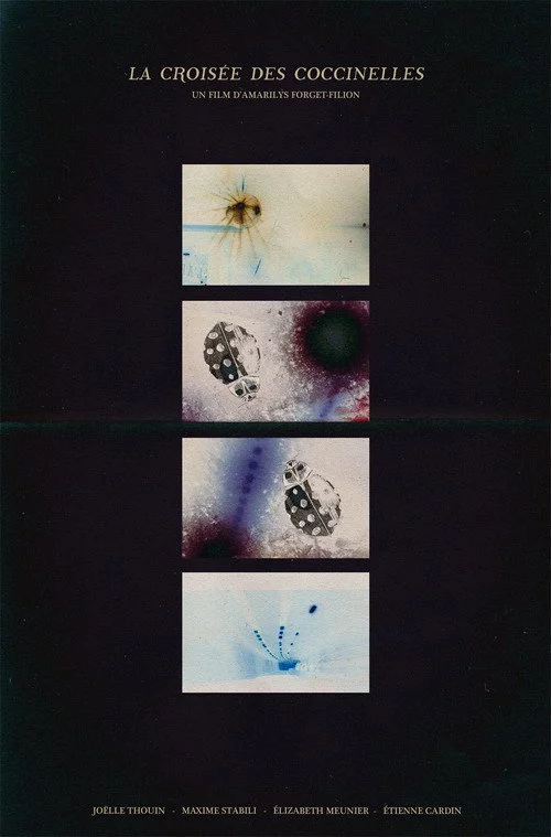 La croisée des coccinelles