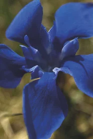 Gentian Sprite
