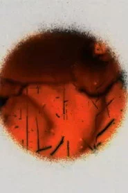Cerclitudes II