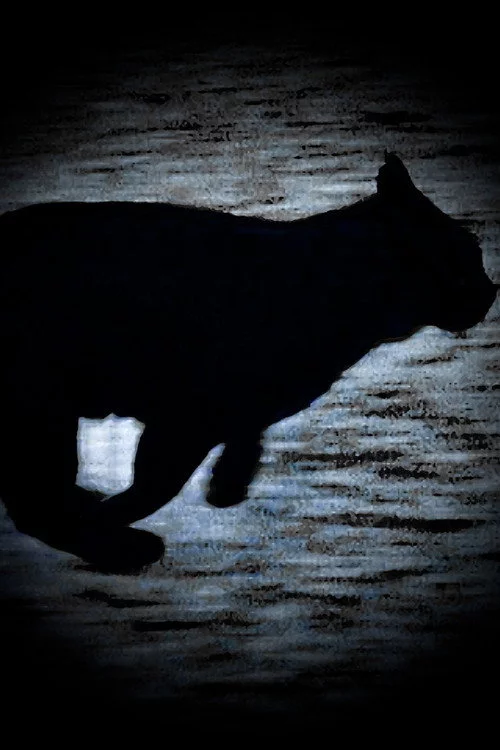 Um Gato Negro Escapa-se