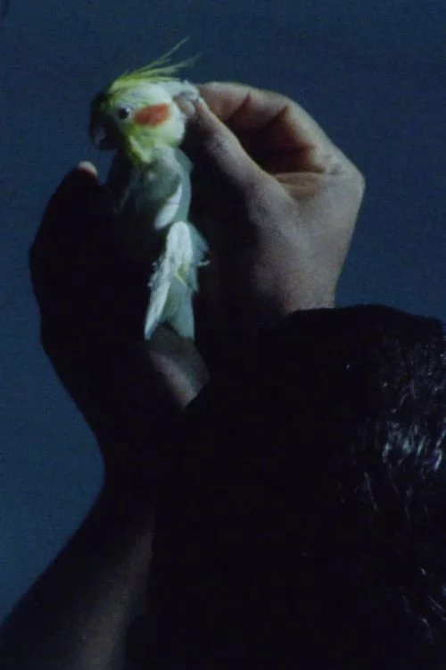 The Great Mandrake