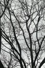 Tree Limbs