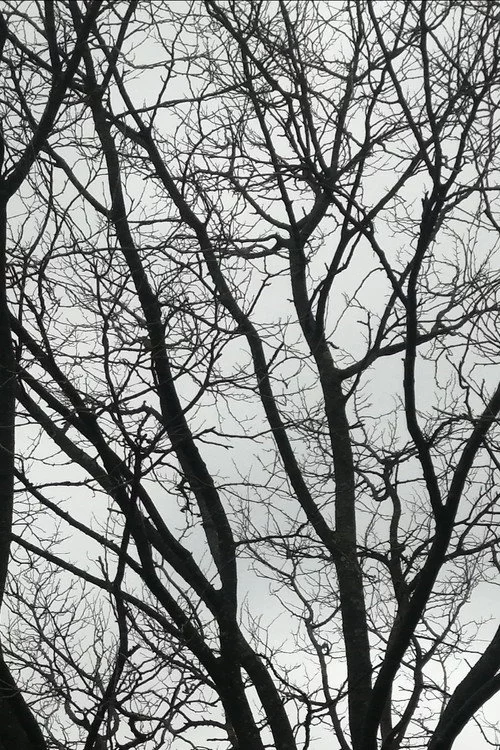 Tree Limbs