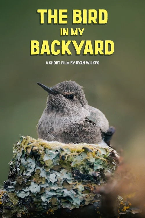 The Bird in My Backyard