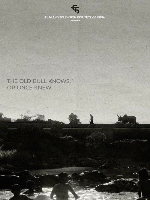The Old Bull knows, or Once Knew