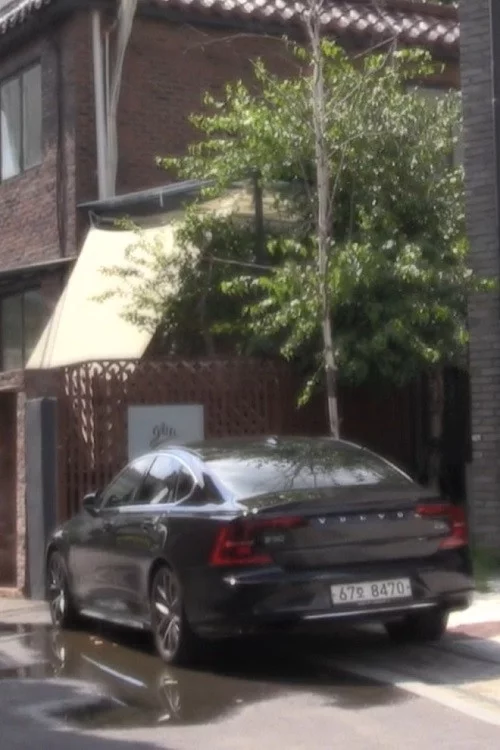 Tree Above Volvo