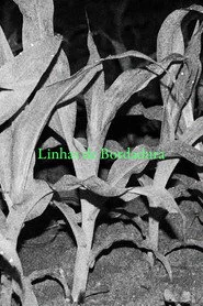 Linhas de Bordadura