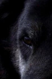 Oso