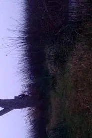La balandra