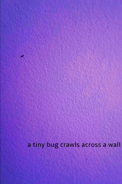 a tiny bug crawls across a wall