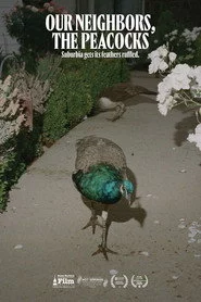 Our Neighbors, the Peacocks