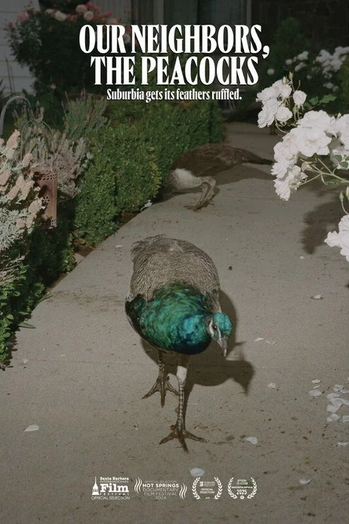 Our Neighbors, the Peacocks