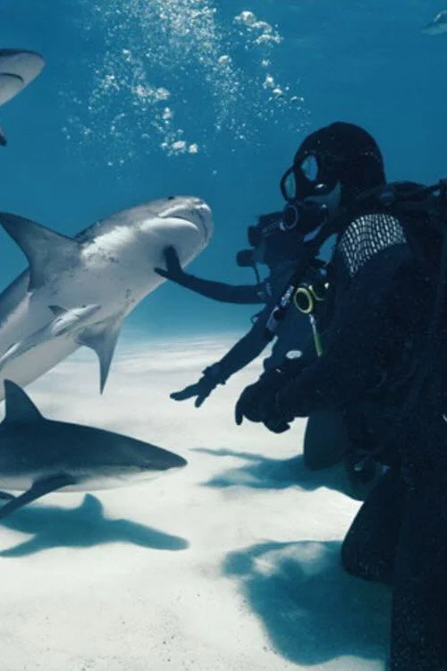 Wild Life - Sharks