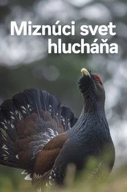 Miznúci svet hlucháňa