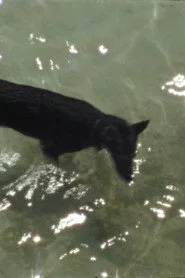 Spielende Hunde
