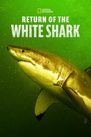Return of the White Shark