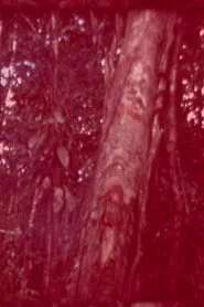 Oculto