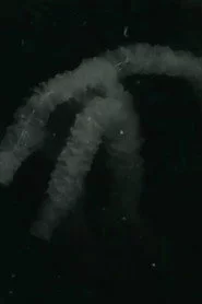Sea of Samsara