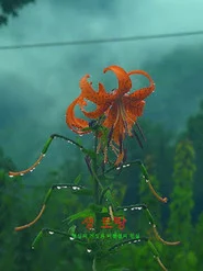 생 로랑