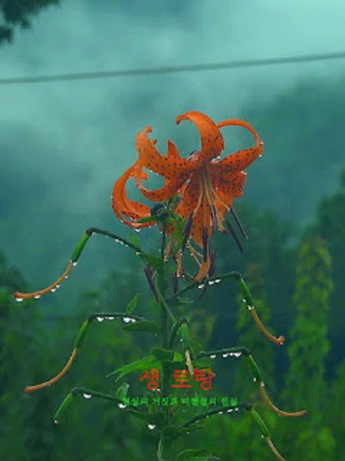 생 로랑
