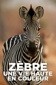 Zèbre, une vie haute en couleur