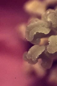 uchronia, no.1