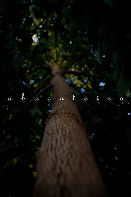 Abacateiro