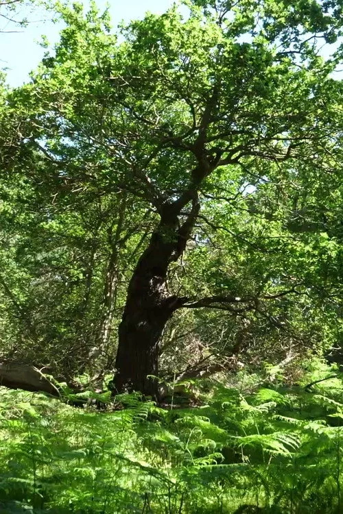 Arboreal