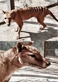 Tasmanian Tiger in Colour