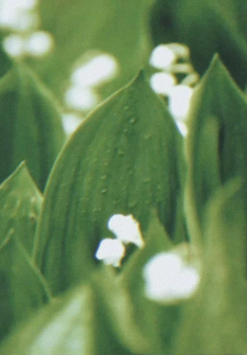 Rasendes Grün mit Pferden