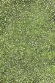 Duckweed