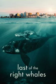 Last of the Right Whales
