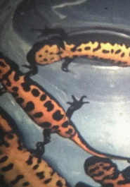 Newt Leaders