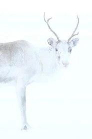 Mjandasj - renarnas rådare