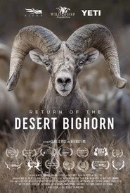 Return of the Desert Bighorn