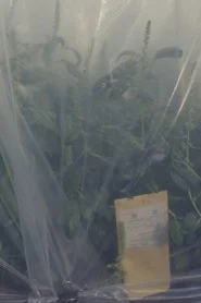 Field Resistance