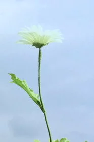 花とラルバ