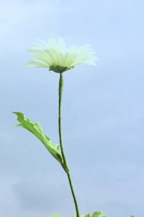 花とラルバ