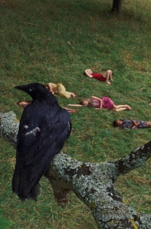 The Bird Game
