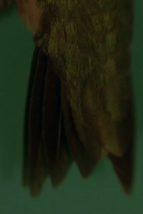 How a Sprig of Fir Would Replace a Feather