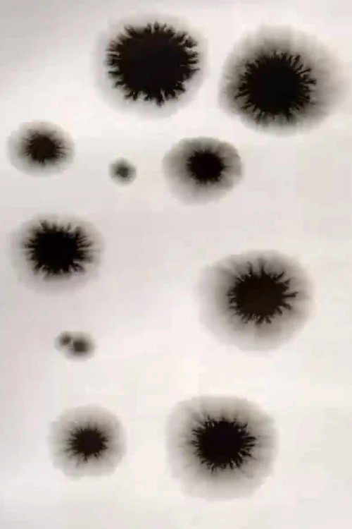 Animation from Poland Residence