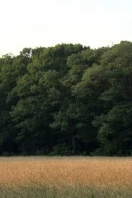 Field