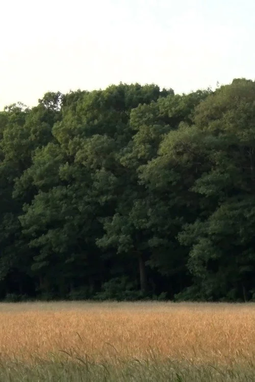 Field