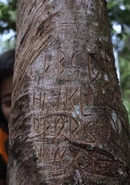 Rimba Kini