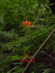 산나리
