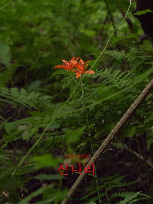 산나리
