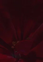 Flowerbed
